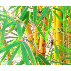 nasiona Bambus mrozoodporny szt.5 Fore198