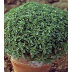 nasiona Bazylia Basil szt5 Fore129