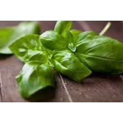 nasiona Bazylia Basil szt5 Fore129