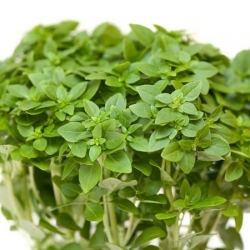 nasiona Bazylia Basil szt5 Fore129