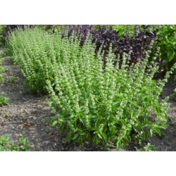 nasiona Bazylia Basil szt5 Fore129