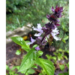 Bazylia cynamonowa Basil szt5 Fore127