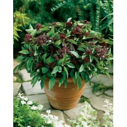 Bazylia cynamonowa Basil szt5 Fore127