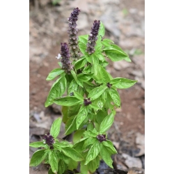 Bazylia cynamonowa Basil szt5 Fore127
