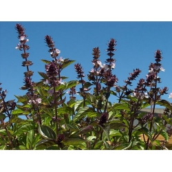 Bazylia cynamonowa Basil szt5 Fore127