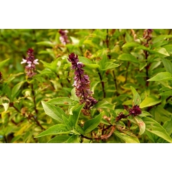 Bazylia cynamonowa Basil szt5 Fore127