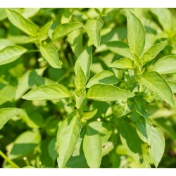 nasiona Bazylia cytrynowa Basil szt5 Fore131