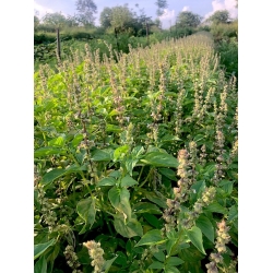 nasiona Bazylia cytrynowa Basil szt5 Fore131