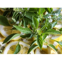 nasiona Bazylia cytrynowa Basil szt5 Fore131