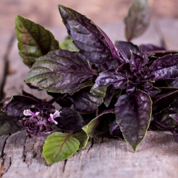 nasiona Bazylia czerwona Basil szt5 Fore128