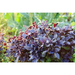 nasiona Bazylia czerwona Basil szt5 Fore128