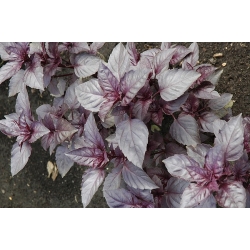 nasiona Bazylia czerwona Basil szt5 Fore128