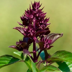 nasiona Bazylia tajska zielona Basil szt5 Fore132