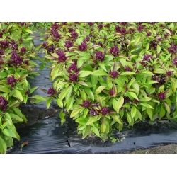 nasiona Bazylia tajska zielona Basil szt5 Fore132