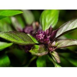 nasiona Bazylia tajska właściwa Basil szt5 Fore133