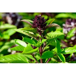 nasiona Bazylia tajska właściwa Basil szt5 Fore133