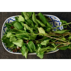 nasiona Bazylia tajska właściwa Basil szt5 Fore133