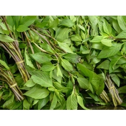 nasiona Bazylia tajska właściwa Basil szt5 Fore133