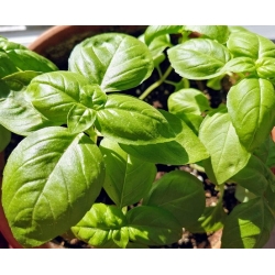 nasiona Bazylia wielkolistna Basil szt5 Fore130