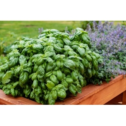 nasiona Bazylia wielkolistna Basil szt5 Fore130