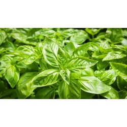 nasiona Bazylia wielkolistna Basil szt5 Fore130