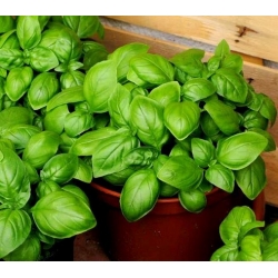 nasiona Bazylia właściwa Basil szt5 Fore134
