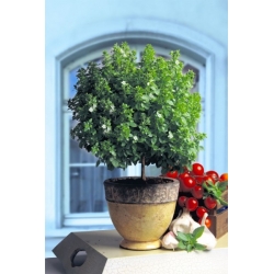 nasiona Bazylia właściwa Basil szt5 Fore134