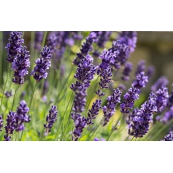 nasiona Bazylia właściwa Basil szt5 Fore134