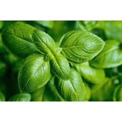 nasiona Bazylia właściwa Basil szt5 Fore134