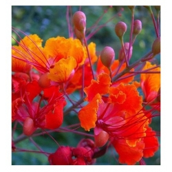 nasiona Brezylka nadobna Caesalpinia szt5 Fore162