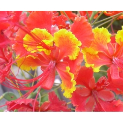 nasiona Brezylka nadobna Caesalpinia szt5 Fore162