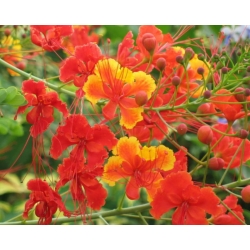 nasiona Brezylka nadobna Caesalpinia szt5 Fore162