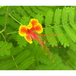 nasiona Brezylka nadobna Caesalpinia szt5 Fore162