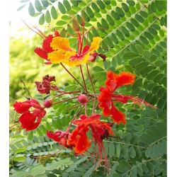 nasiona Brezylka nadobna Caesalpinia szt5 Fore162