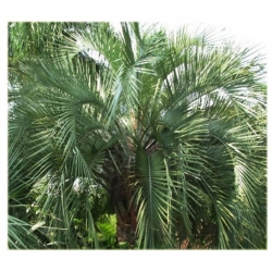 nasiona Bucja główkowata Butia szt5 Fore161