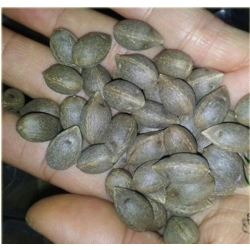 nasiona Bucja główkowata Butia szt5 Fore161