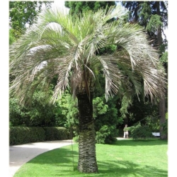 nasiona Bucja główkowata Butia szt5 Fore161