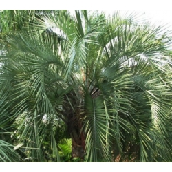 nasiona Bucja główkowata Butia szt5 Fore161