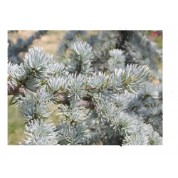 nasiona Cedr atlaski Calocedrus szt5 Fore39