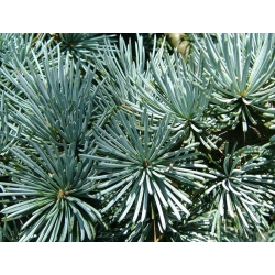 nasiona Cedr atlaski Calocedrus szt5 Fore39