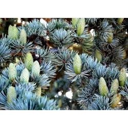 nasiona Cedr atlaski Calocedrus szt5 Fore39