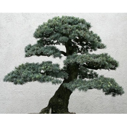 nasiona Cedr atlaski Calocedrus szt5 Fore39