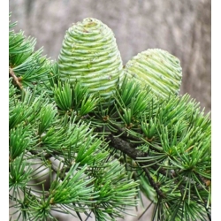 nasiona Cedr himalajski Calocedrus szt5 Fore40