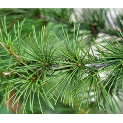 nasiona Cedr himalajski Calocedrus szt5 Fore40