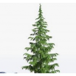 nasiona Cedr himalajski Calocedrus szt5 Fore40