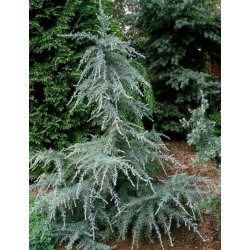 nasiona Cedr himalajski Calocedrus szt5 Fore40
