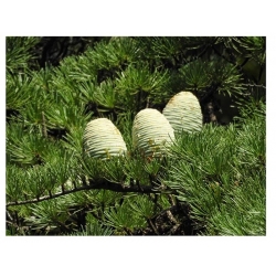 nasiona Cedr libański Calocedrus szt5 Fore41