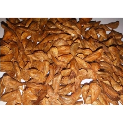 nasiona Cedr libański Calocedrus szt5 Fore41