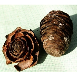 nasiona Cedr libański Calocedrus szt5 Fore41