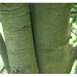 nasiona Cedr libański Calocedrus szt5 Fore41